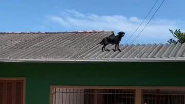 Reprodução/TikTok @gabilauermann