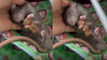 Reprodução/Instagram @irishka.mimi_