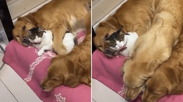 Reprodução/TikTok @dogandcatforever11