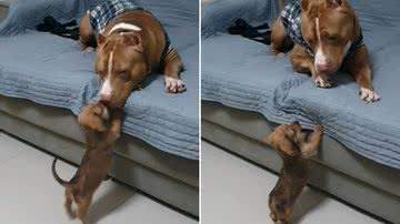 Reprodução/Instagram @thanospitt