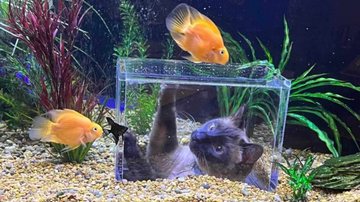 Reprodução/Instagram @jasperthecatfish
