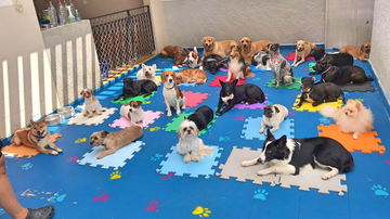 Reprodução/Twitter @paidozeca