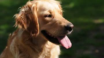 Foto Ilustrativa/Pixabay