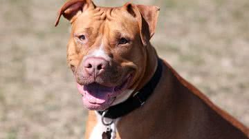 Foto Ilustrativa/Pixabay