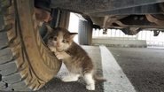 Reprodução/Cute Stories