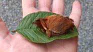 Reprodução/Instagram @biologo.christian