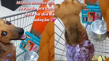 Reprodução/ Pet Valente Niterói)