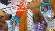 Reprodução/ Pet Valente Niterói)