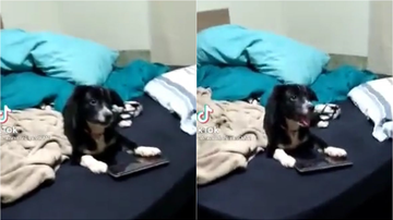 Reprodução/TikTok