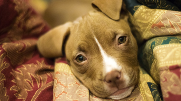 Foto Ilustrativa/Pixabay