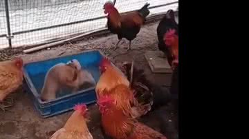 Reprodução/Twitter