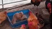 Reprodução/Twitter