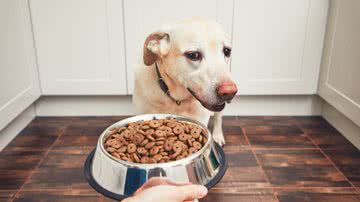 Reprodução/PetLove