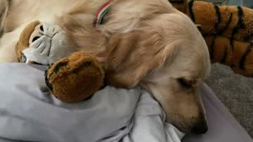 Reproducción / Liz Andersen