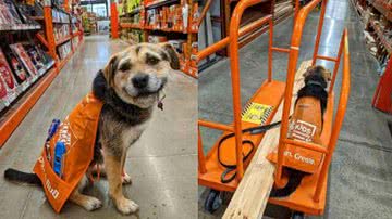 Reprodução/ Instagram @heaven_is_a_dog