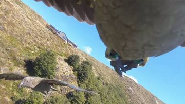 Imagem Vídeo: Papagaio rouba câmera de família e filma próprio voo