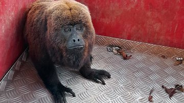 Divulgação / Corpo de Bombeiros
