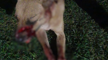 Imagem Cachorro morre após ser espancado e atingido por golpe de facão