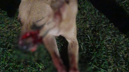 Imagem Cachorro morre após ser espancado e atingido por golpe de facão