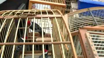 Reprodução/ TV Bahia