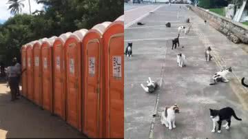 Reprodução/Instagram @anjos4patasderua_71992862343