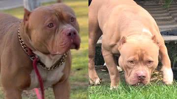 Reprodução/Instagram @ragar_e_titan