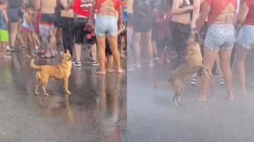 Reprodução/TikTok @alinemeiraprates