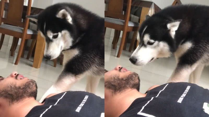 Reprodução/TikTok @nasus_ohusky