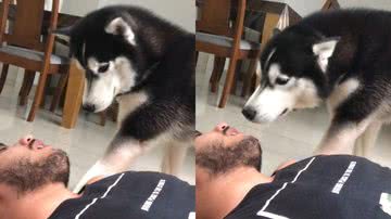 Reprodução/TikTok @nasus_ohusky