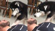 Reprodução/TikTok @nasus_ohusky
