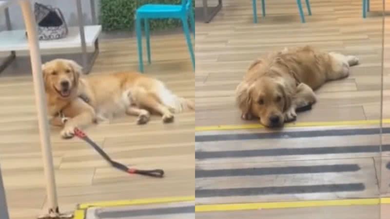 Reprodução/TikTok @brebote.golden