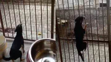 Reprodução/TikTok @lufebarros