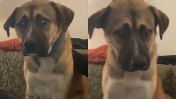 Reprodução/TikTok @camilleandthedogs