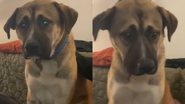 Reprodução/TikTok @camilleandthedogs