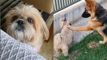 Reprodução/TikTok @pastora_blue