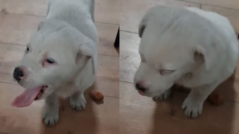 Reprodução/TikTok @dorypopescu