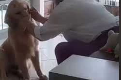 Reprodução// TikTok @goldenbentoo