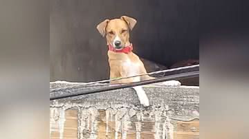 Reprodução/TikTok @bangalost