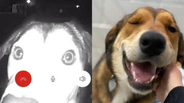 Reprodução/Facebook/Animal Rescue League of El Paso