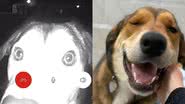 Reprodução/Facebook/Animal Rescue League of El Paso