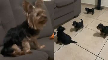 Reprodução/TikTok @lunaeluh