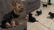 Reprodução/TikTok @lunaeluh