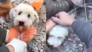 Reprodução/Twitter @NecesitoUnPerro