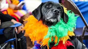 Rosemary Ketchum por Pexels