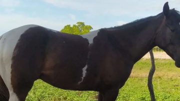 Reprodução/Arquivo pessoal