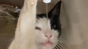 Reprodução/ Vídeo