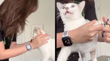 Reprodução// TikTok @sofiasantino