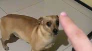Reprodução/TikTok @pvbarrosoo