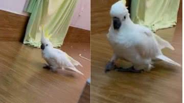 Reprodução// TikTok @zezecacatua