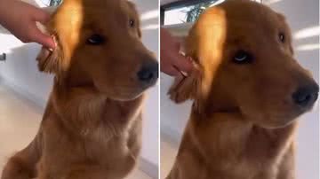 Reprodução// Instagram @cachorros_alegres